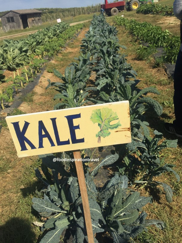 kale-logo