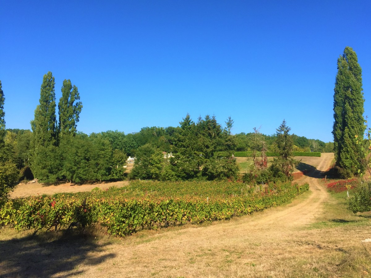 Organic Wine-making in Bordeaux,&nbsp;France